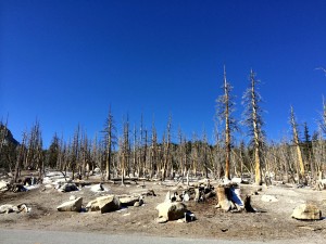 Tree-kills of Mammoth mountain