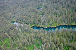 Taiga forest of Lake Clark national park
