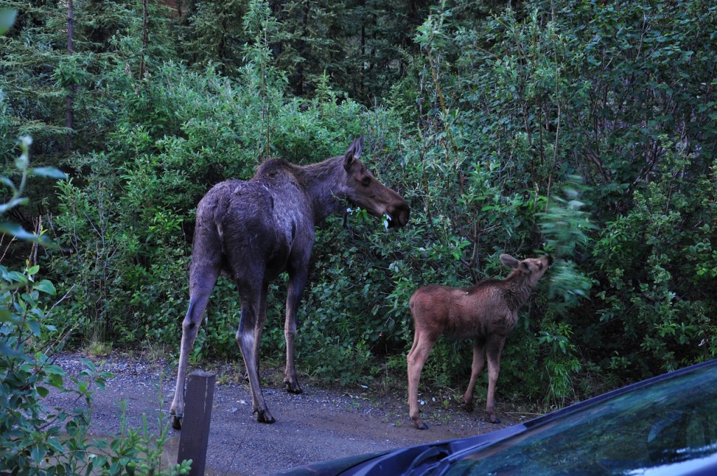 Midnight visitors - mother and calf moose