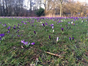 Spring blooms in Vondelpark