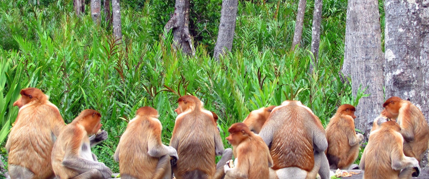 Proboscis monkeys in Labuk bay