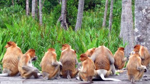 Proboscis monkeys in Labuk bay