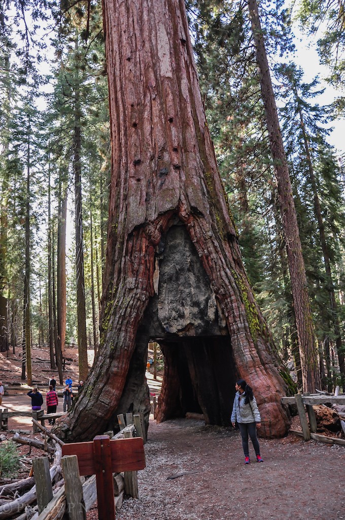 California tunnel tree