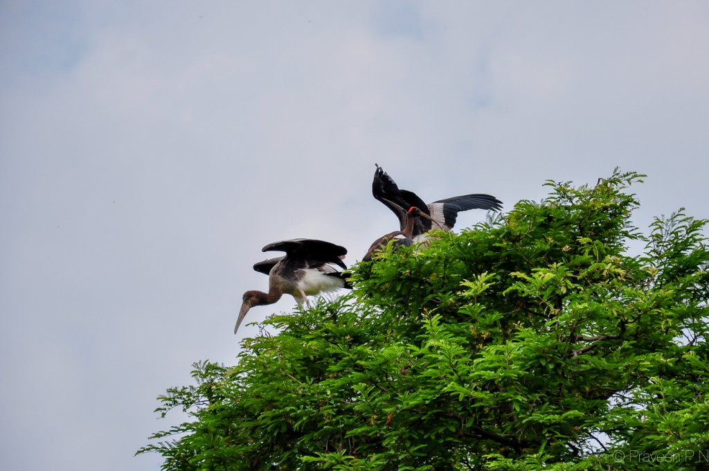 Black ibis and young storks