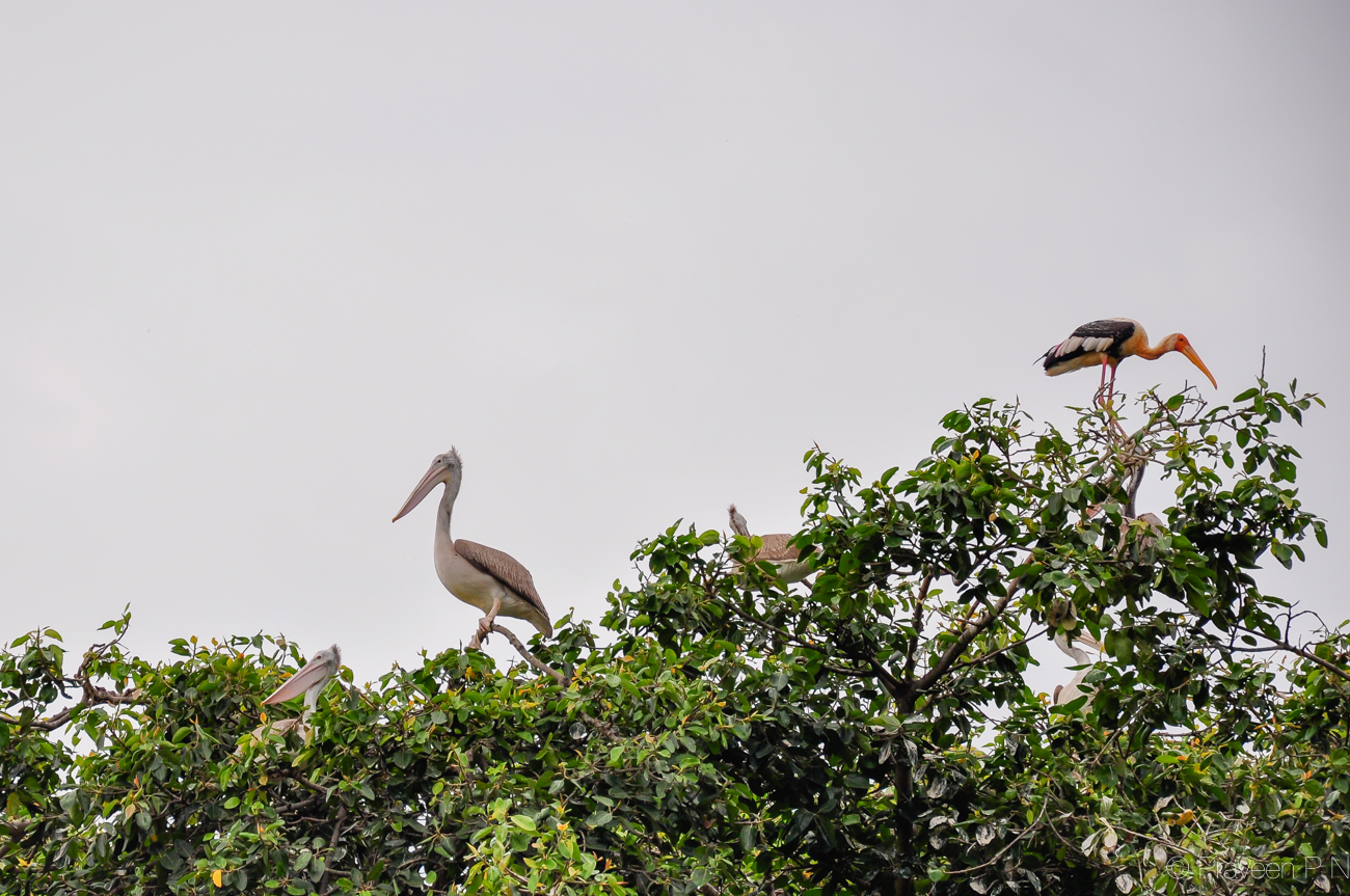 Spot billed pelicans