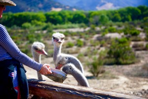 You can feed Ostriches in Solvang