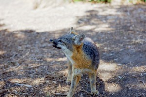 Channel Island fox