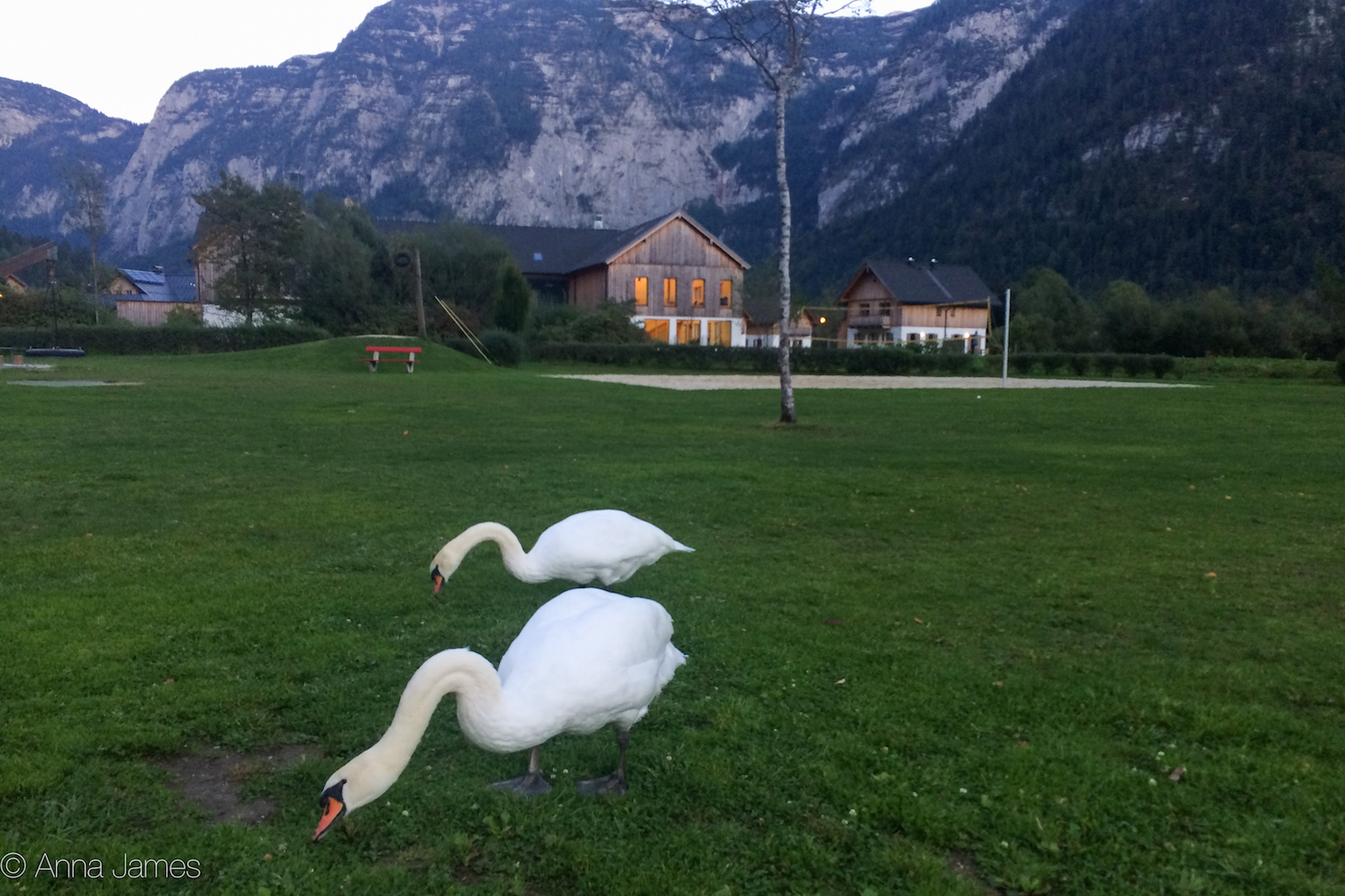 Swans grazing in Obertraun