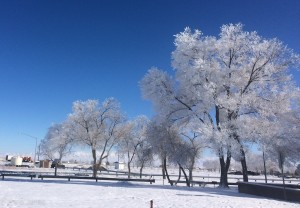 Hoarfrost trees at a rest area