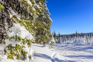 Trees at lower elevations in Targhee