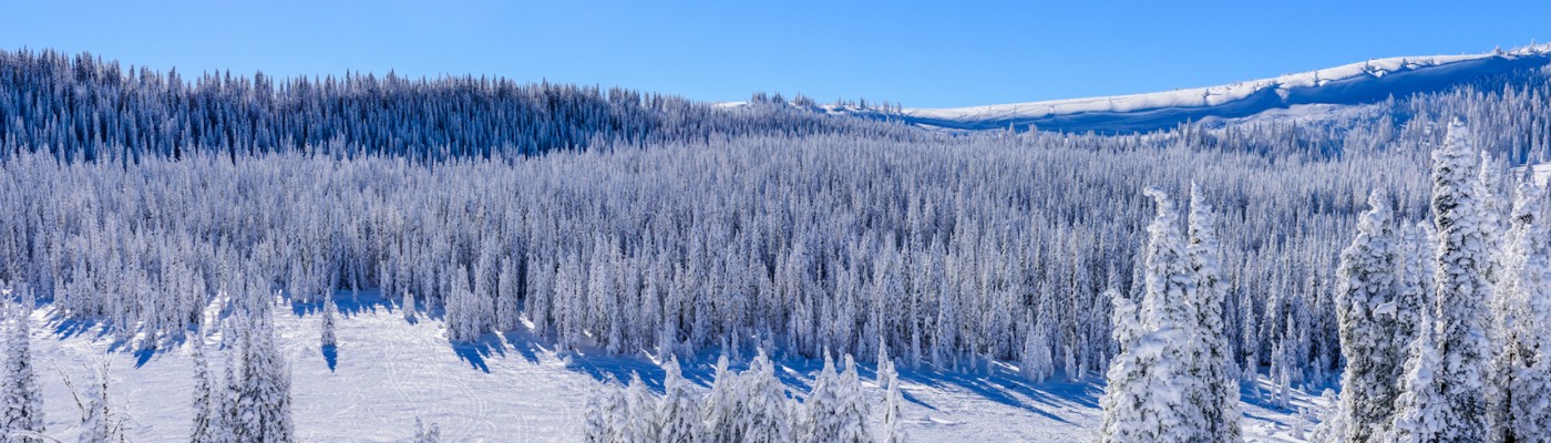 Snowmobiling in Targhee national forest