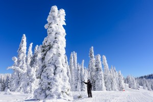 Snow ghosts of Targhee national forest
