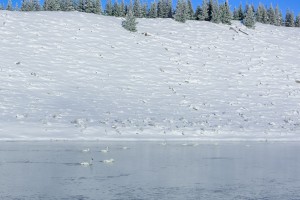 Trumpeter swans in Madison river
