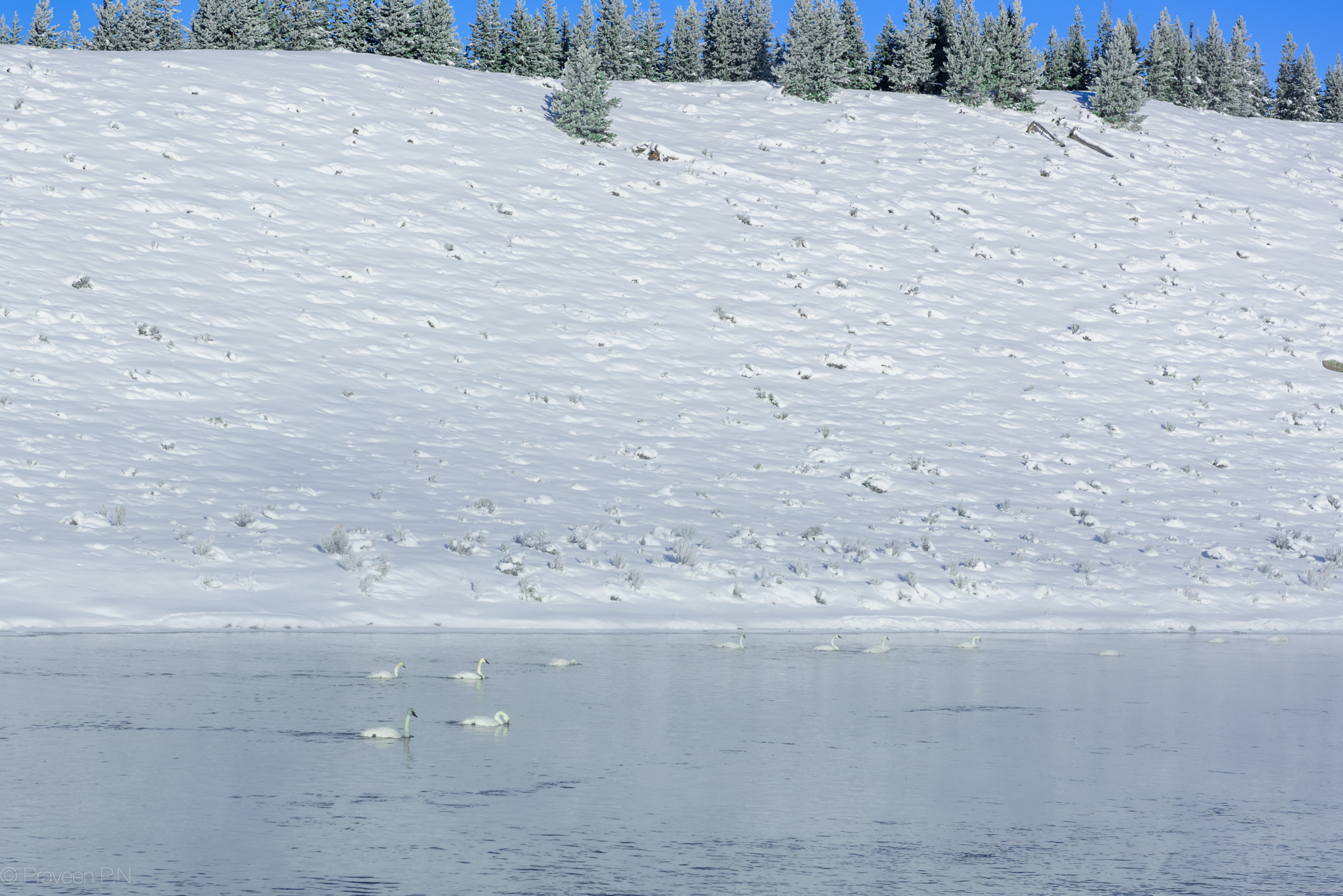 Trumpeter swans in Madison river