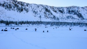 Bisons digging and grazing in the snow covered meadows