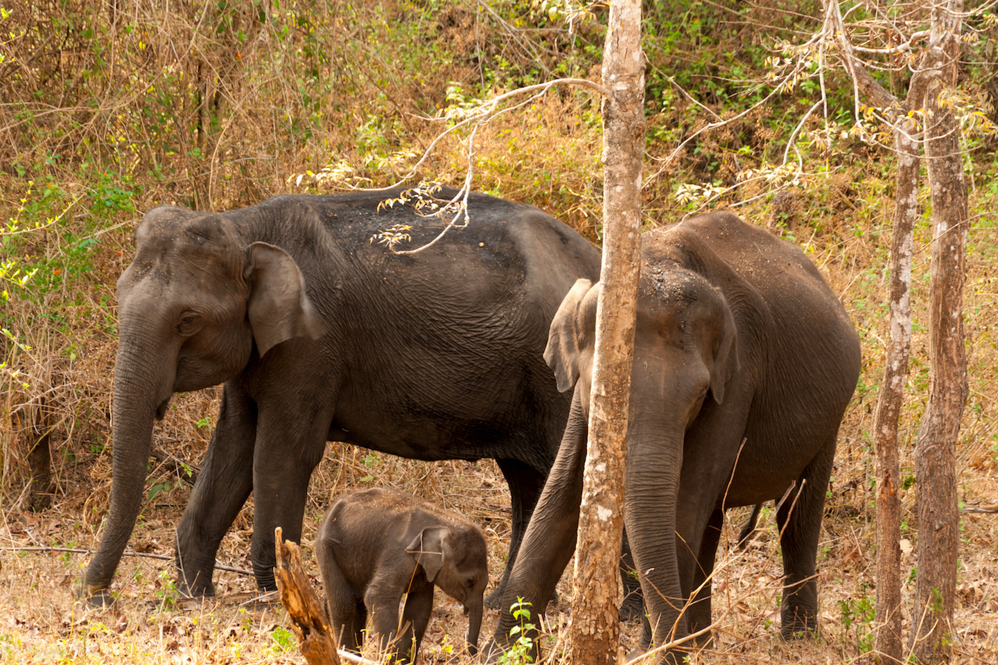 Female elephants and a calf