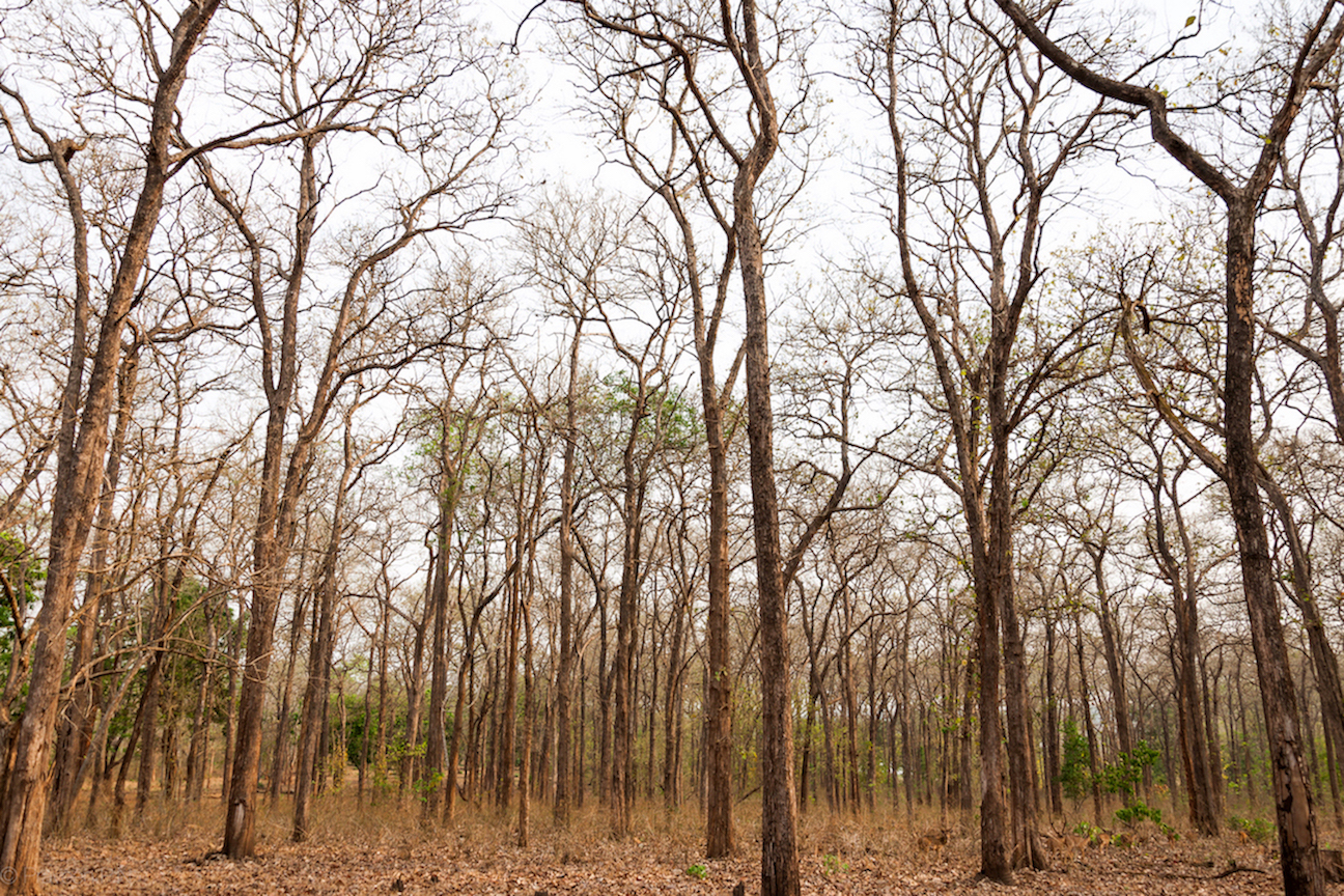 Kabini forest in summer