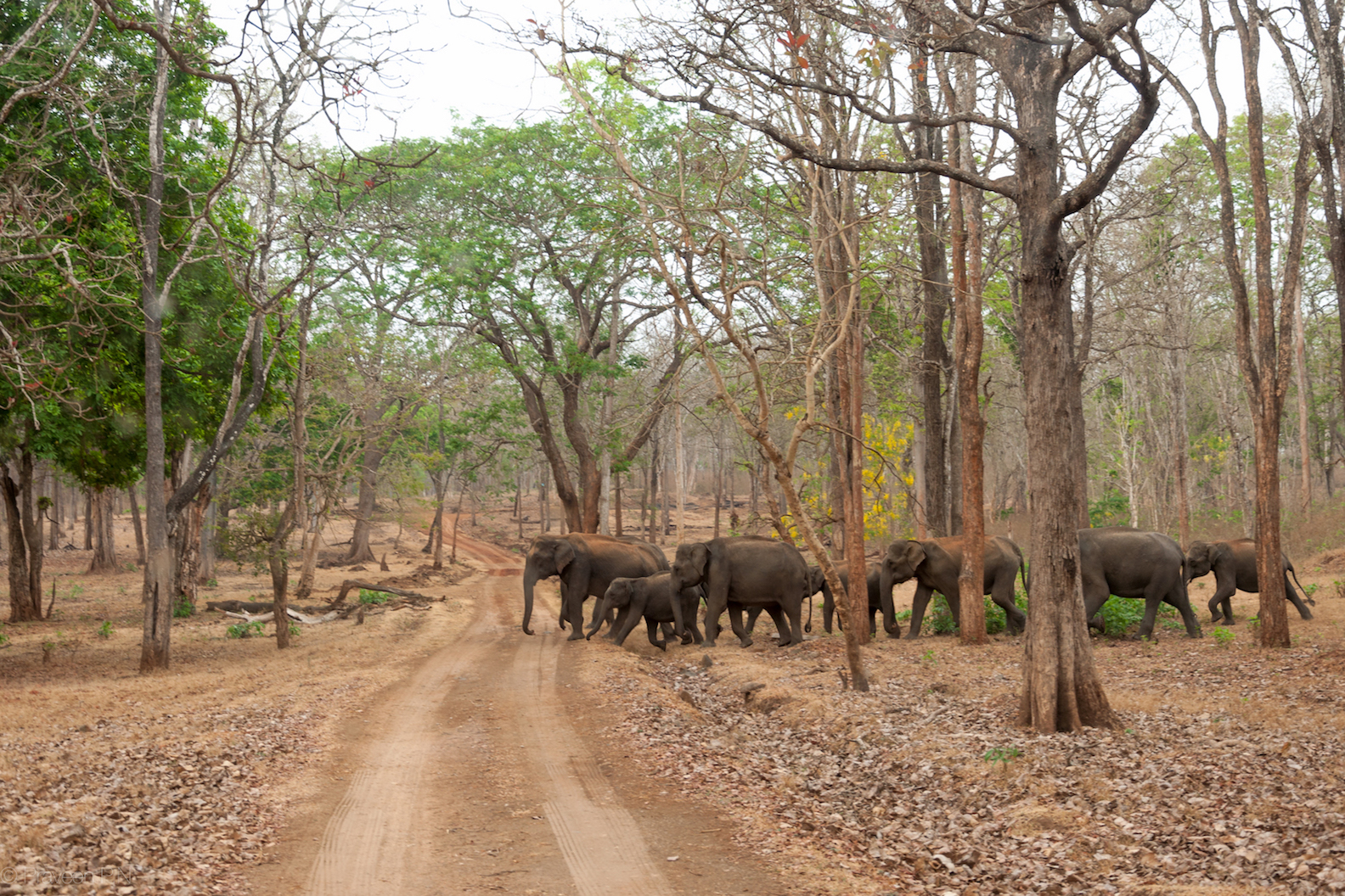A herd of elephants seen while on a wildlife safari in Kabini forest reserve