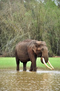 Wild Indian tusker