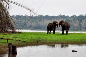 Friendly brush between two bull elephants