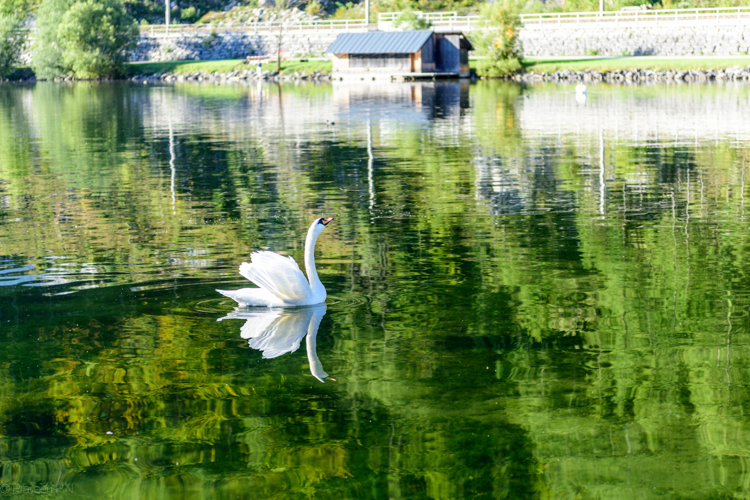 Swans of Hallstätter See